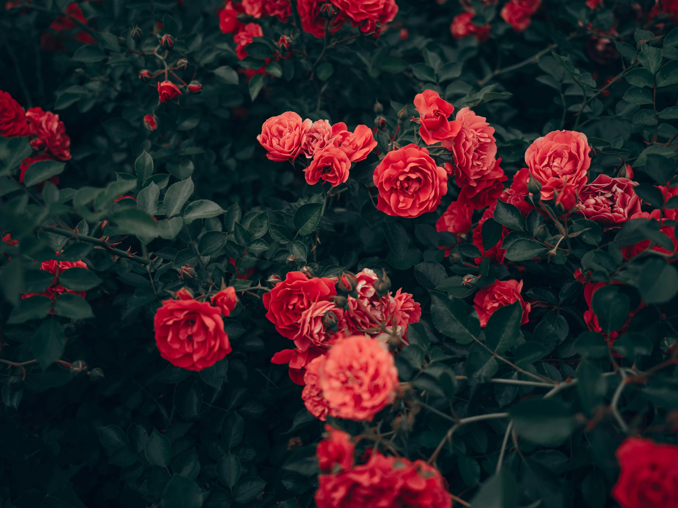 red flowers in bloom next to green leaves