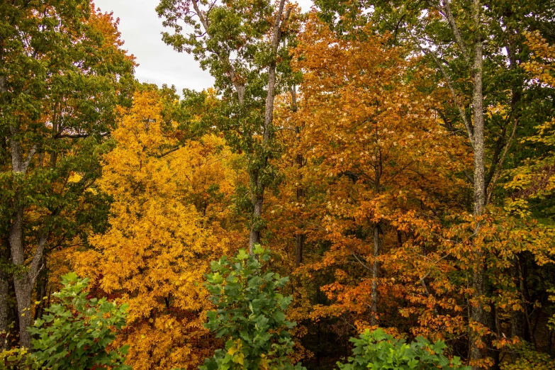 the colorful trees have fallen apart during the day