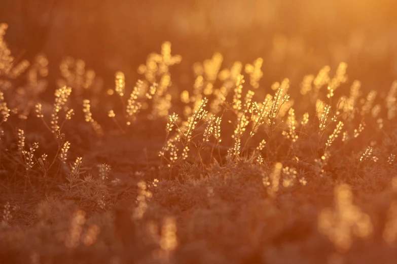 a group of flowers in the grass by the sunlight