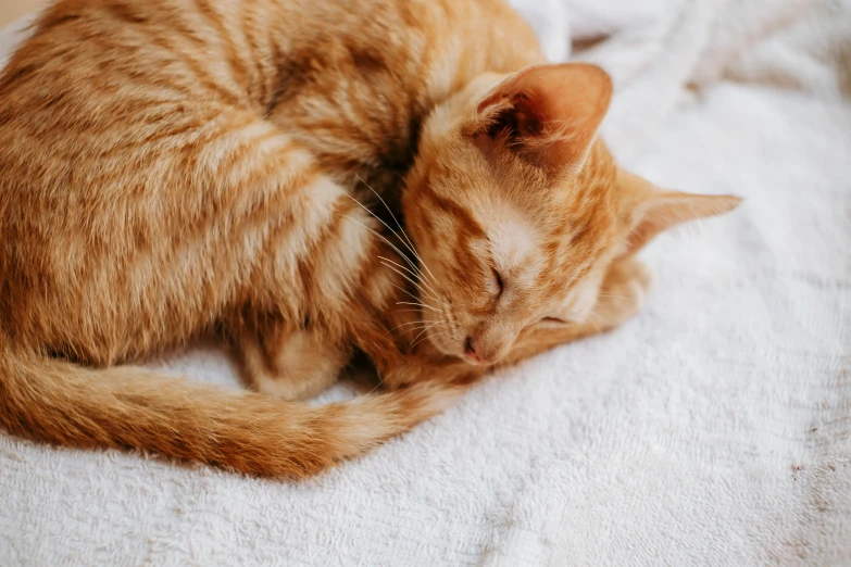 a cat sleeping on top of a bed covered in white linen