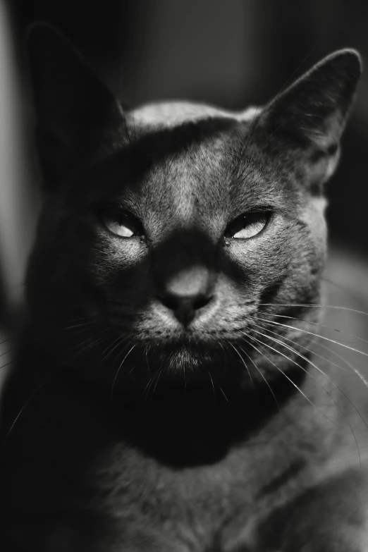 a close up of a black cat with its eyes open