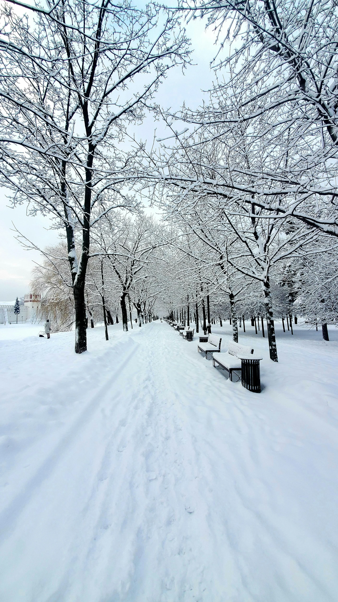 snow covered park benches next to trees and shrubs