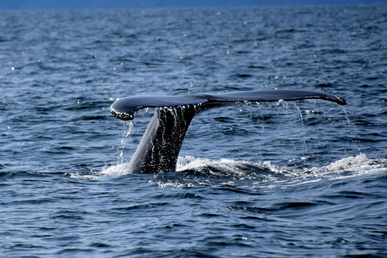 the tail of a whale's fluffle is spoutsing water