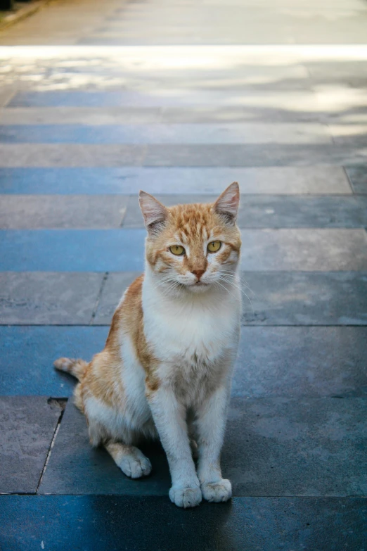 an orange and white cat is on a brick walkway