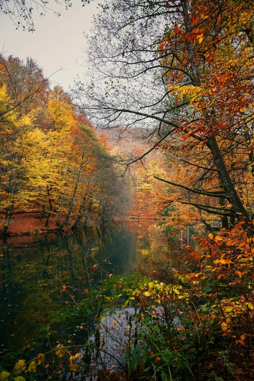 trees with orange and yellow leaves are on the edge of a river