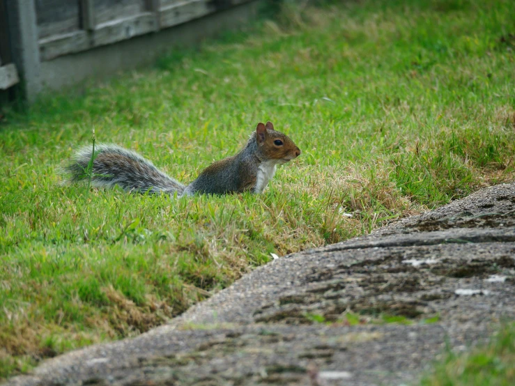 the squirrel is sitting in the green grass