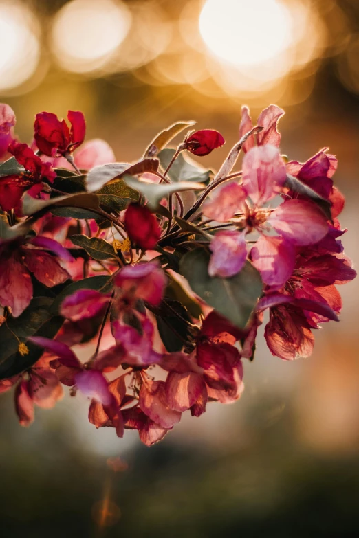 a flower on a nch against a blurred background