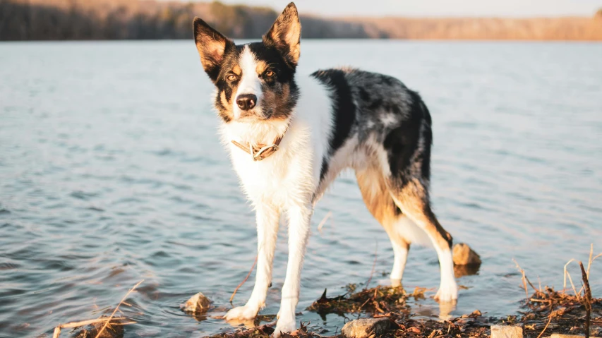 a white and black dog is standing in the water