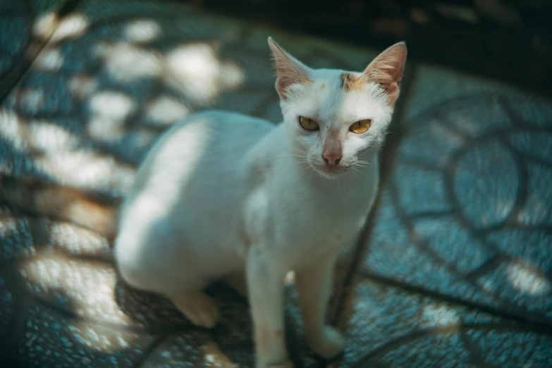 a white cat looks into the camera with yellow eyes