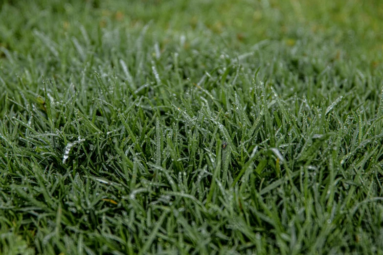 a green field has grass and water droplets