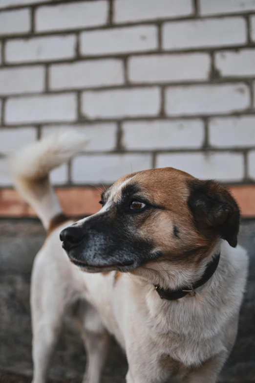 a brown and white dog standing next to a brick wall