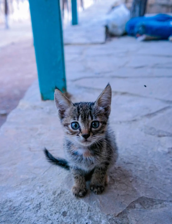 a tiny grey cat on the sidewalk near a building