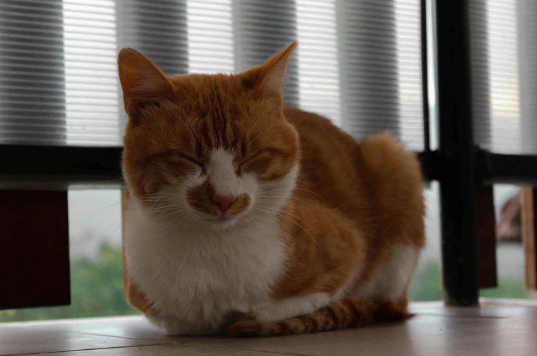 a brown and white cat sitting on a tile floor next to blinds