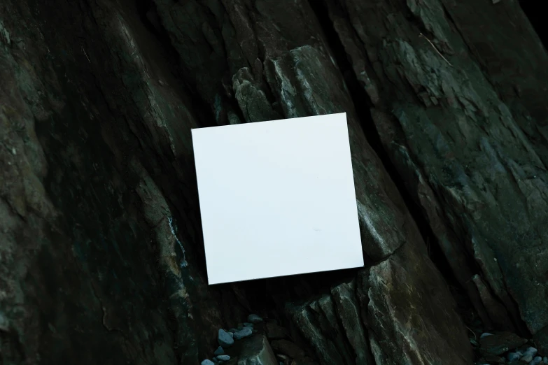 a piece of white paper hanging on top of an old tree