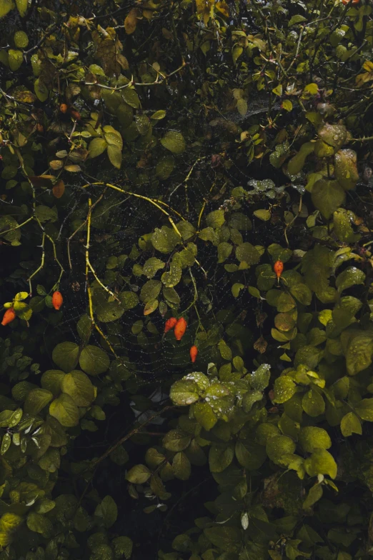 red berries are attached to green leaves