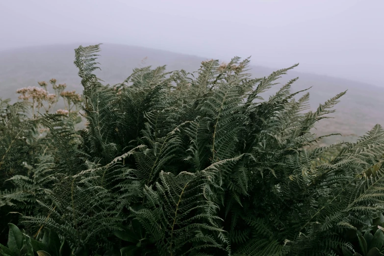 trees in the mist as seen from a hill