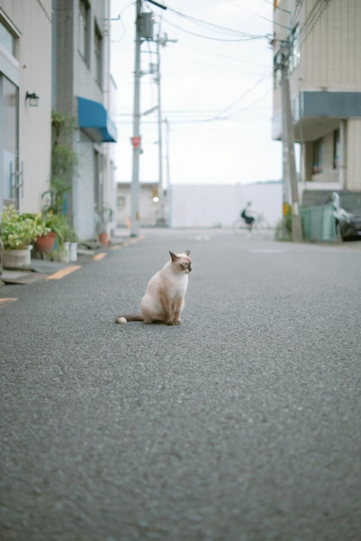a cat that is sitting in the middle of the street
