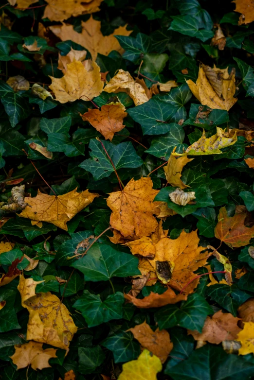 a lot of leaves are on the ground