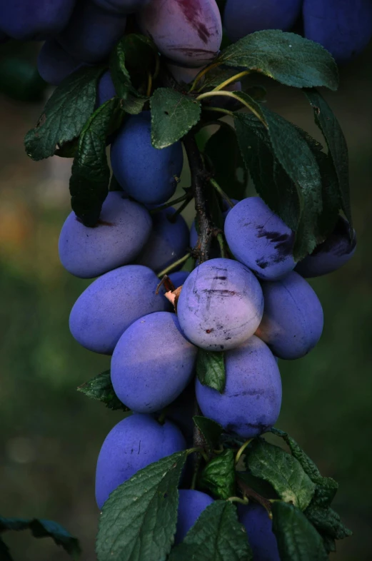 a bunch of blue berries hanging on a nch