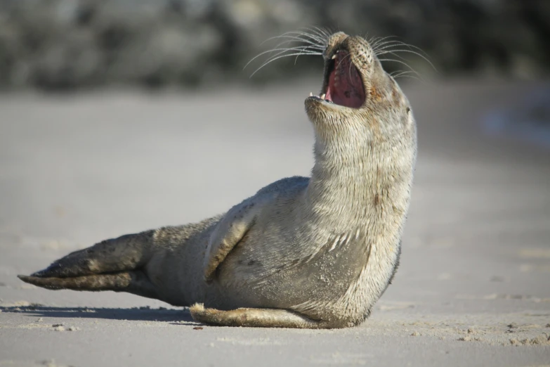 an elephant seal yawns while it sits on the sand