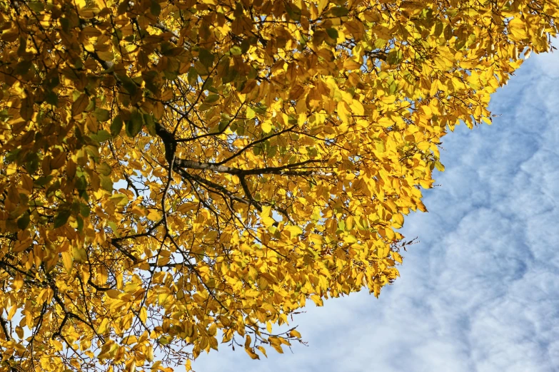 a po taken from below of yellow leaves on trees