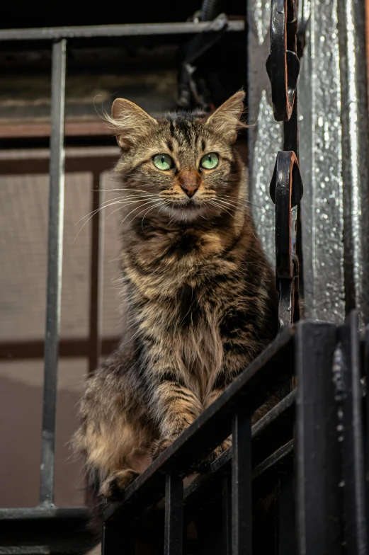 there is a cat that is sitting on the stairs