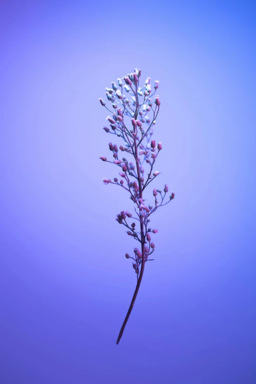 a very pretty purple flower with long thin stems
