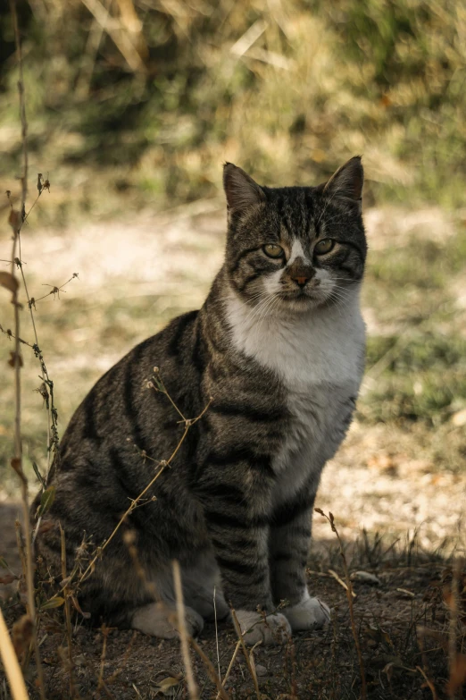 a cat is sitting on the ground with grass in the background