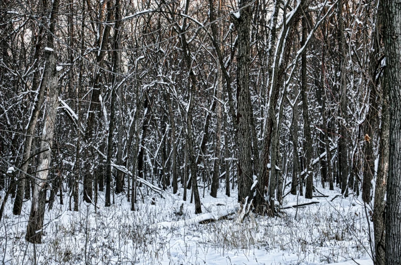 there is a large snow covered forest in the distance