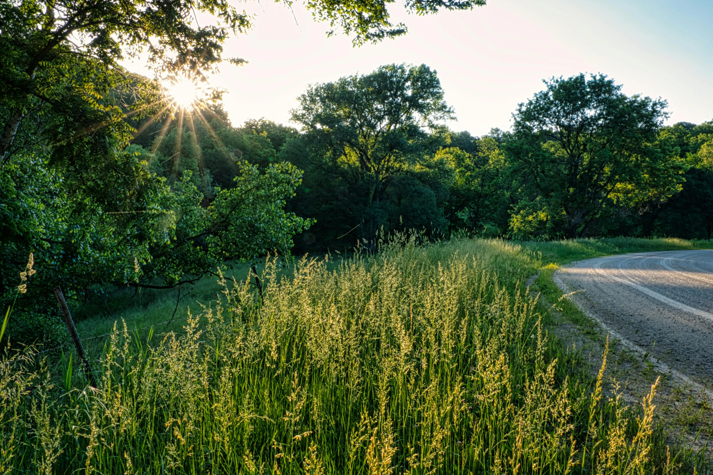 an empty road surrounded by tall grass and trees