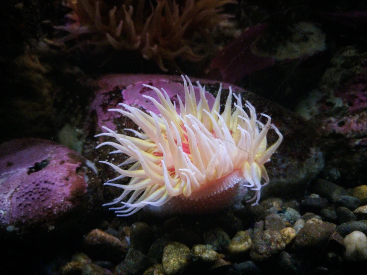 a fish is swimming through a coral in an aquarium
