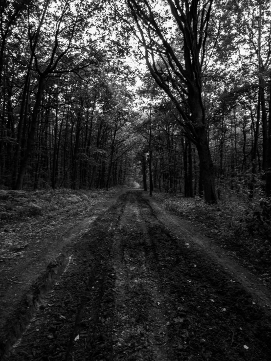 a black and white po of a road in the woods