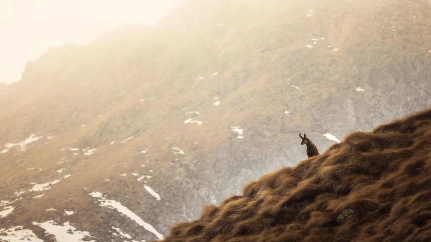 a giraffe standing on top of a grass covered hill