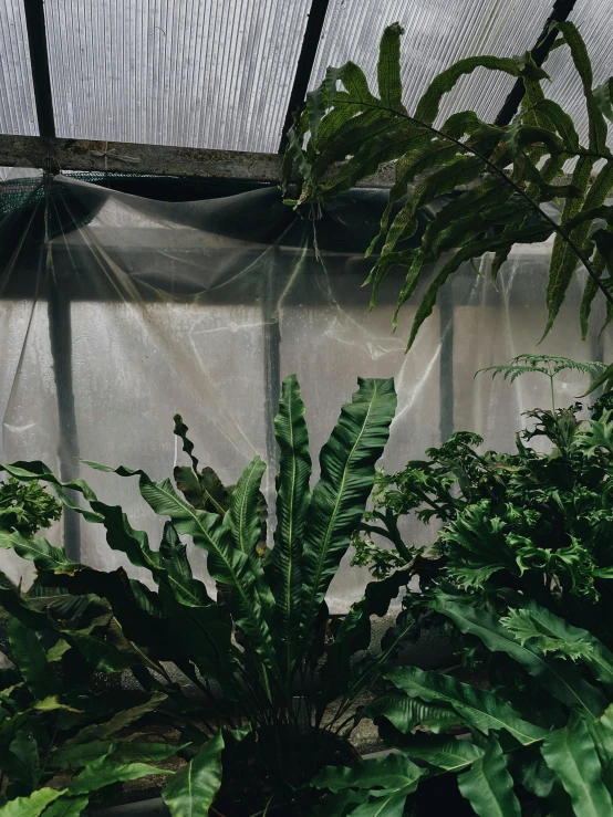 large, green plants growing in the inside of a greenhouse