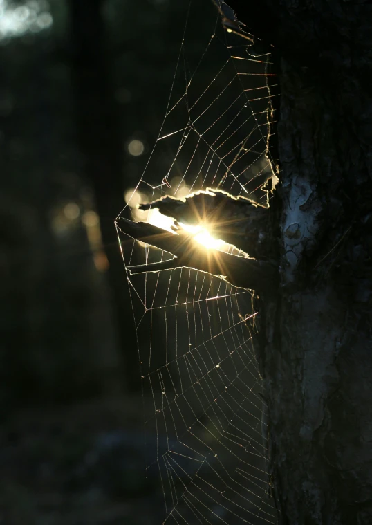 spider web with the sun beaming through it