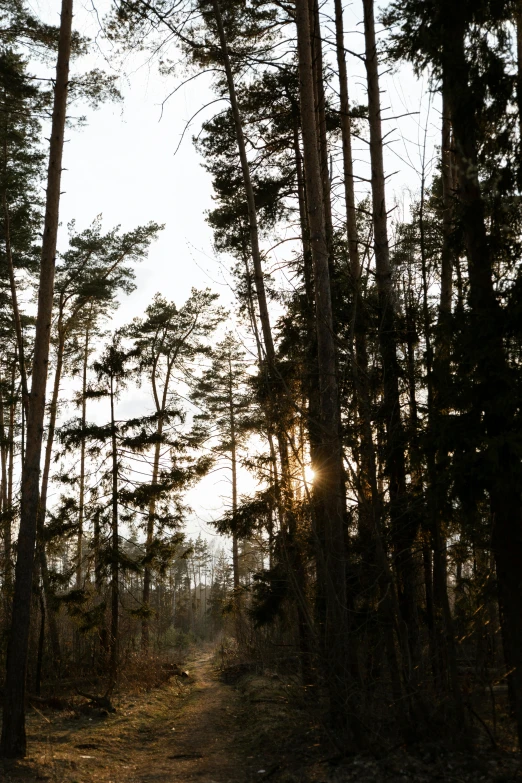 a dirt road leads through the woods with trees