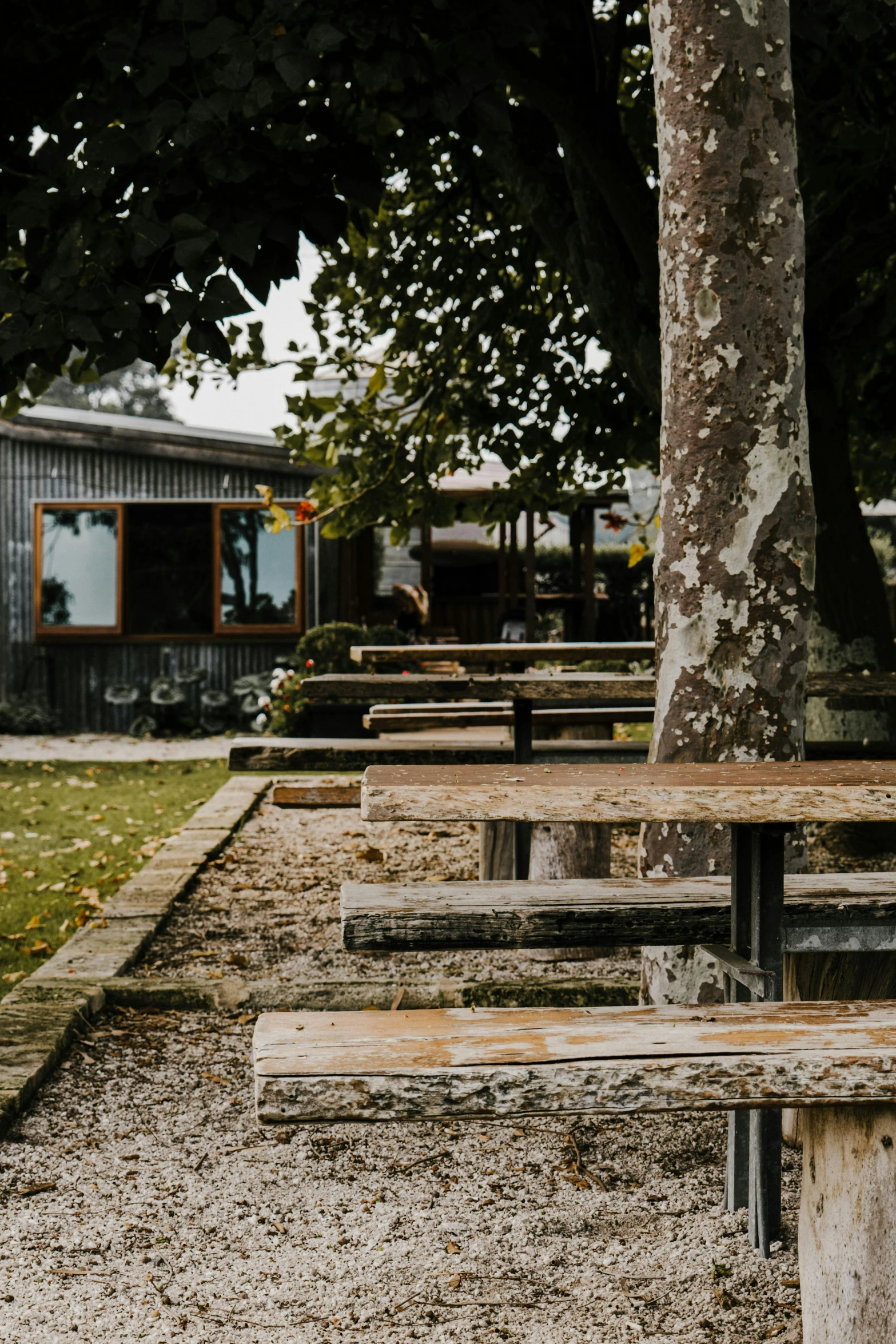 a few benches outside on some sand under a tree