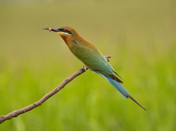 a colorful bird is perched on a thin nch