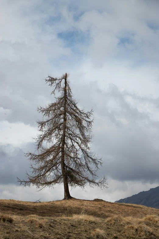 an alpine meadow with a lone tree on top of the hill