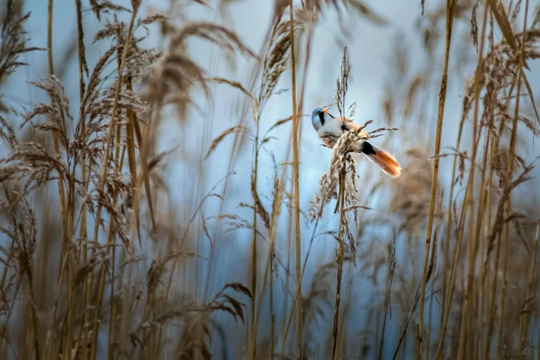 a blue bird flying high up in the sky