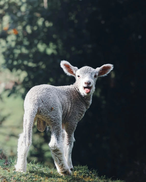 there is an lamb that is standing on the grass