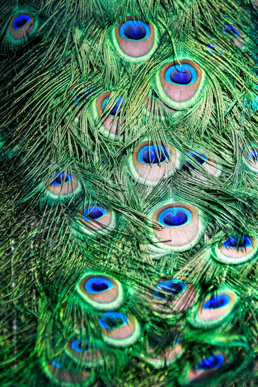 a group of peacocks feathers with the tail up