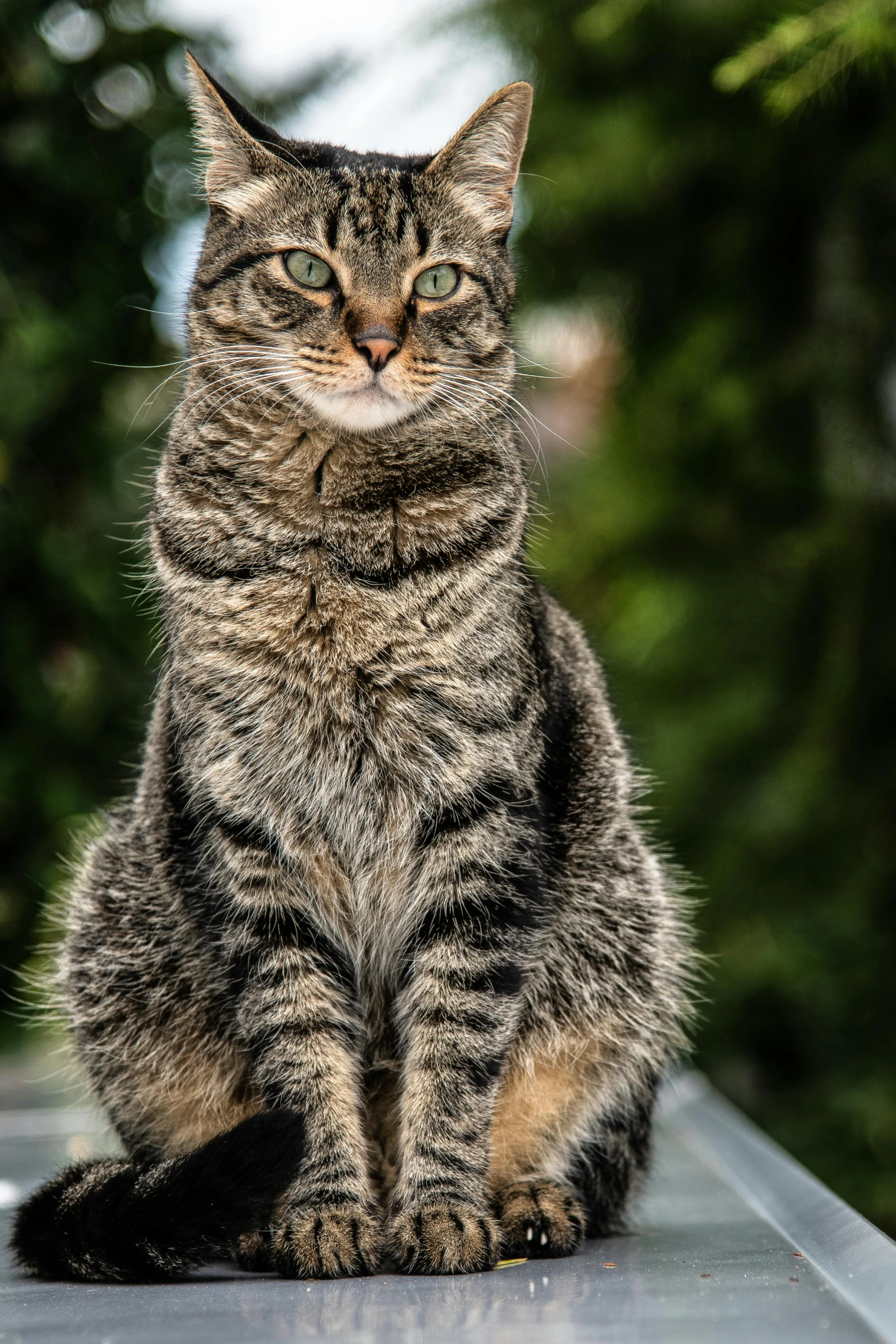 a cat with a surprised look sits on a roof