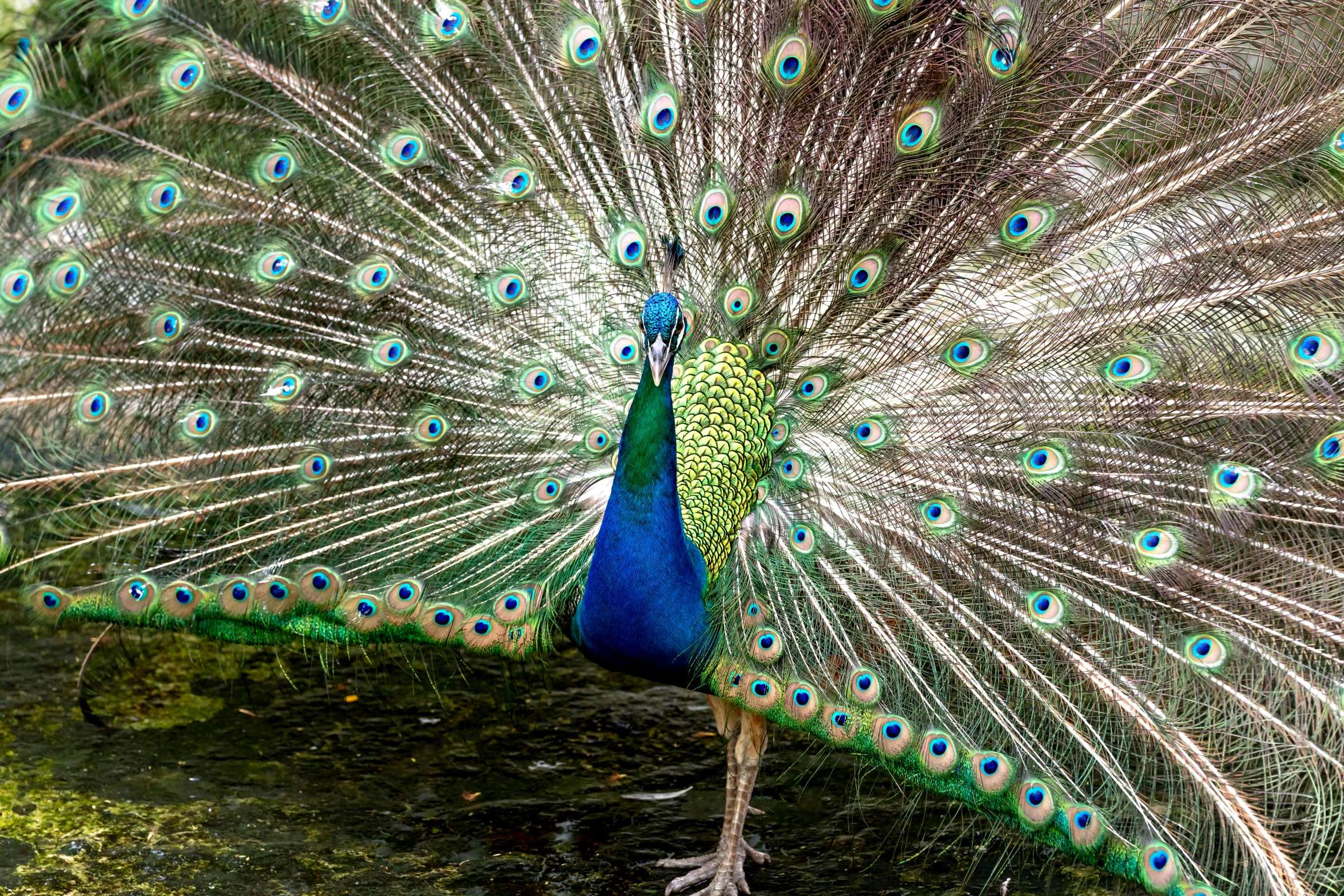 the blue feathers are open and showing its tail feathers