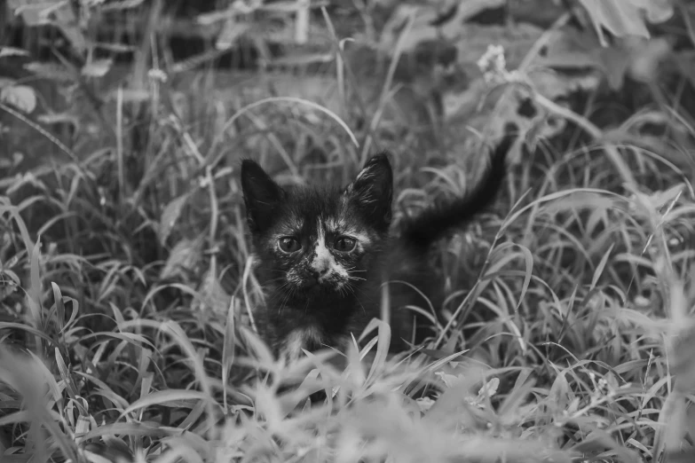 an adorable small cat looking over some plants