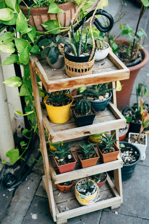 a wooden rack holding several plants and pots