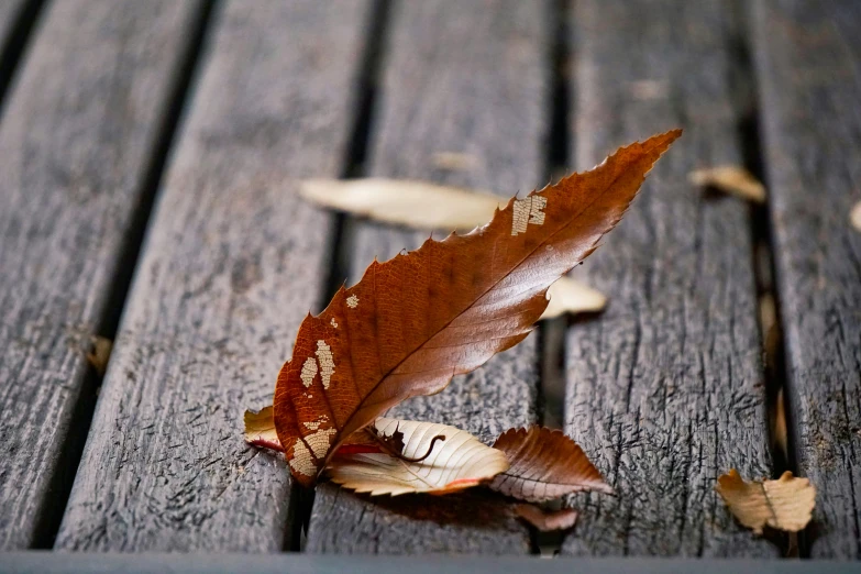 a brown leaf with white spots on the ground