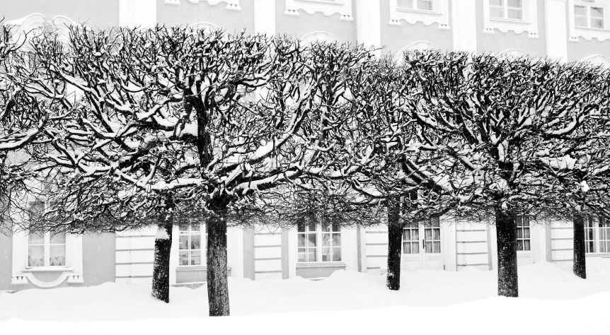 black and white pograph of snowy trees with tall buildings in the background