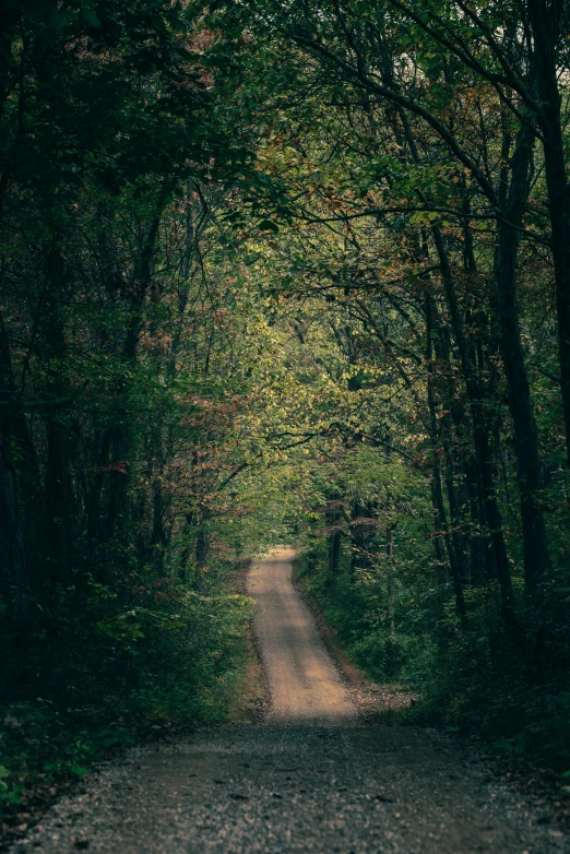 a dirt road in between some trees and leaves