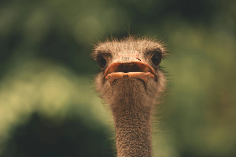 an ostrich looks into the camera lens